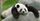 15 Foto Panda Lucu Dijadikan Foto Profil, Menggemaskan