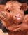 1. Bayi sapi menjulurkan lidah