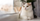 250 Nama Kucing Betina Korea Inisial N-Y Beserta Artinya