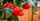 10. Tomat meningkatkan penyerapan zat besi
