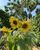 9. Potret bunga matahari Eriskan tanam