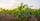 20. Daun singkong