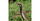 1. Kobra filipina