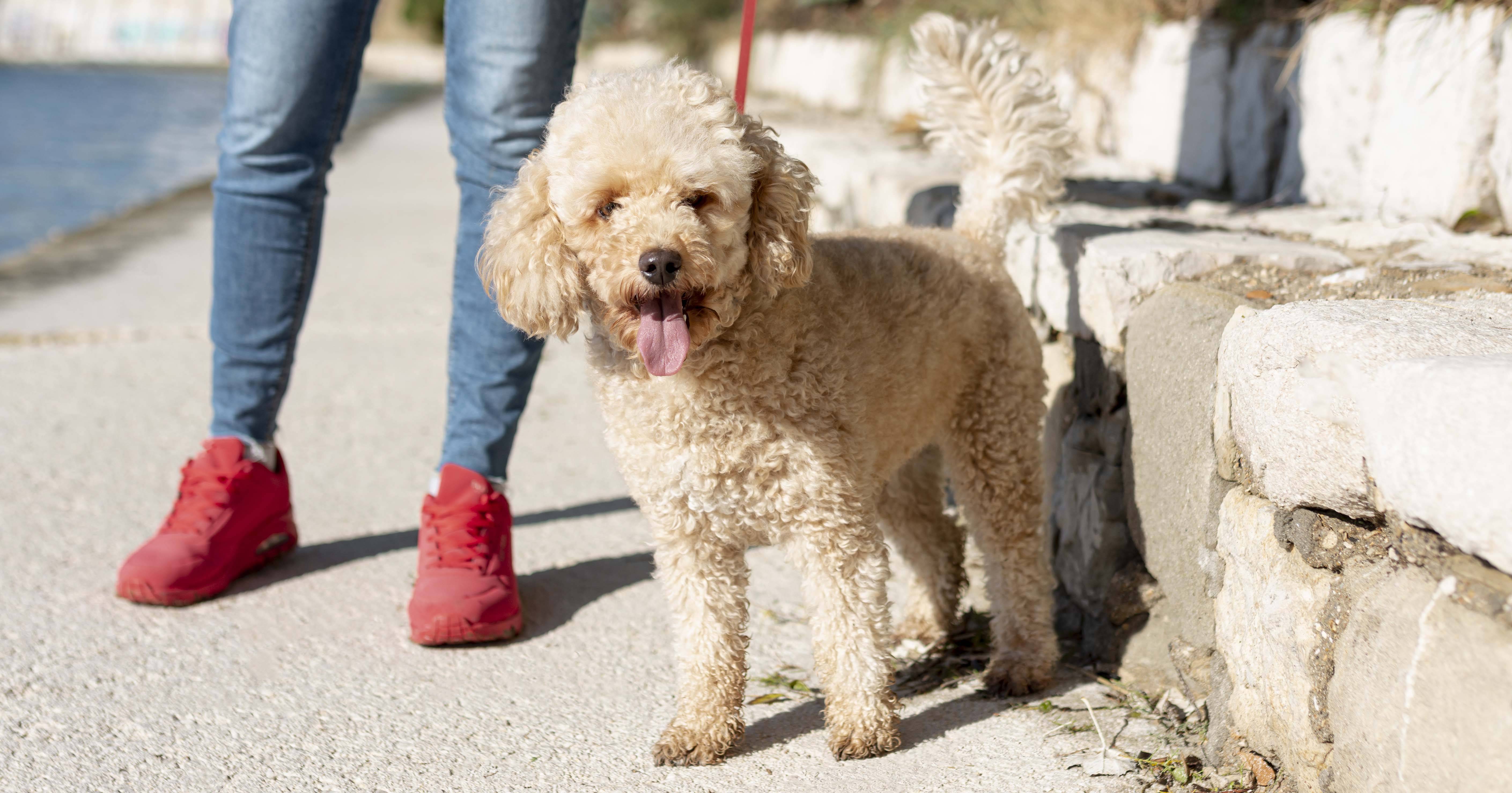 Cara merawat hotsell red toy poodle