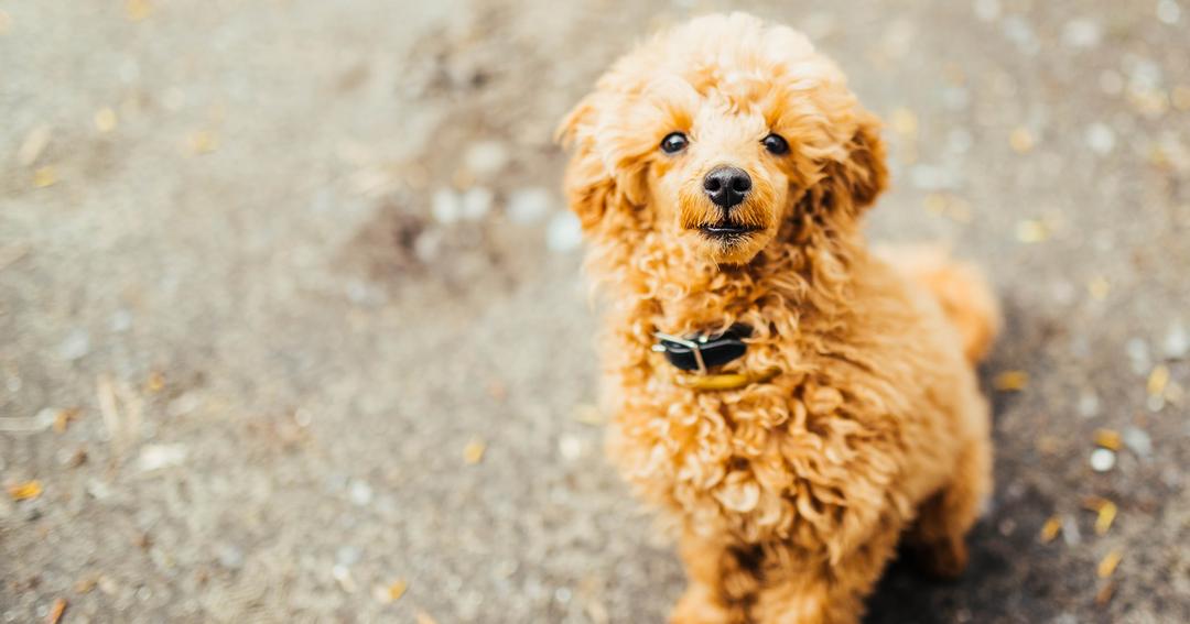 Cara merawat store red toy poodle