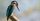 250 Nama Burung Bagus Hoki Inisial N-Z Beserta Artinya