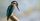 250 Nama Burung Bagus Hoki Inisial N-Z Beserta Artinya