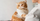 19. Rekomendasi nama kucing betina Jepang inisial U