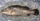 6. Ikan kakap panggang bumbu kuning