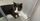 10. Kucing Katuranggan Jonggo Mengku