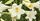 6. Bunga easter lily memiliki aroma cukup harum