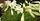 9. Bunga easter lily dapat dimanipulasikan mekar hari Paskah