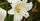 10. Meski cantik, bunga easter lily sangat beracun bagi kucing