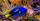 1. Blue Tang