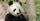 5. Panda dewasa dapat mengonsumsi 20 kg bambu per hari