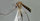 1. Aedes aegypti