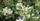 Ciri-Ciri Bunga Melati sebagai Bunga Nasional Indonesia