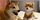 1. Anjing Shiba Inu memiliki nama panggilan istimewa, yaitu Ball Ball