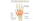 5. Tulang telapak tangan (metacarpal) - 2 pasang (5 buah perpasang)