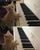 2. Kucing berwajah polos sedang bermain piano