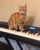 8. Kucing kebingungan berada atas piano
