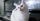 250 Nama Kucing Jantan Putih Inisial N-Z, Pu Karakteristik