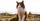 6. Nama kucing betina warna cokelat