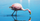 1. Flamingo