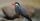 5. Inca Tern