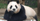1. Fu Bao adalah panda kelahiran pertama Korea Selatan