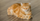 5. Kucing berwarna oranye berekor panjang