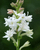 8. Tuberose