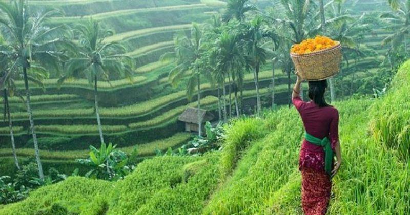 12 Wisata Sawah Bali, Spot Paling Cocok Menyegarkan Pikiran