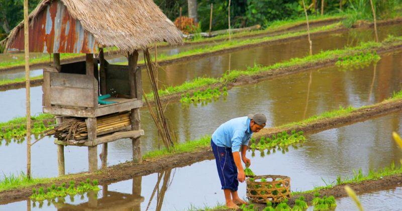 5. Sawah Desa Munduk, Buleleng