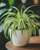 2. Spider Plant