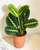 7. Prayer Plant