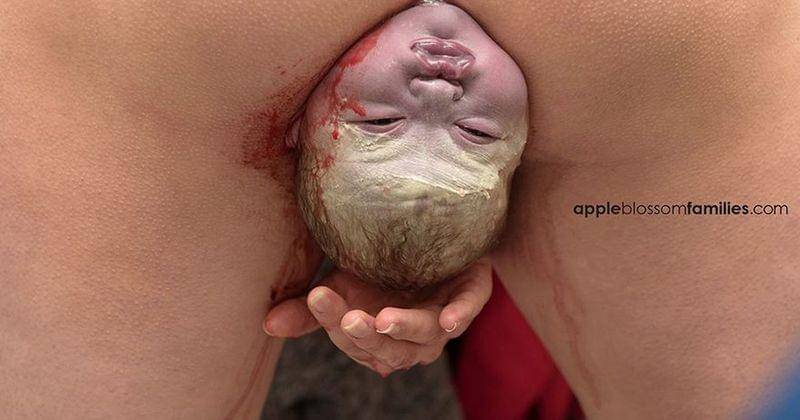 demilked.com/Apple Blossom Families