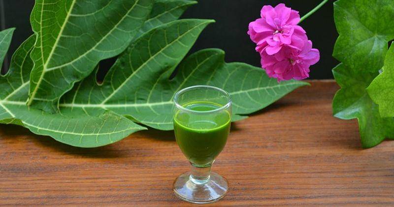 youtube/wildturmeric