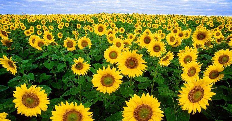 holidayscalendar.com