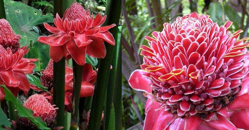 Pinterest/sistem hidroponik.com