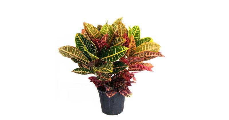 gardengoodsdirect.com