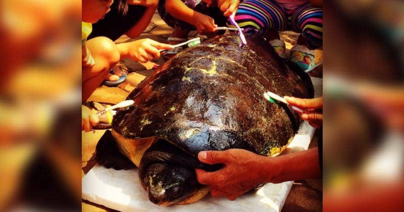 Instagram.com/tikagaffar