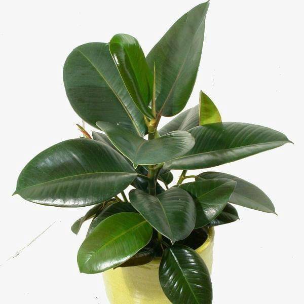 johnstowngardencentre.ie