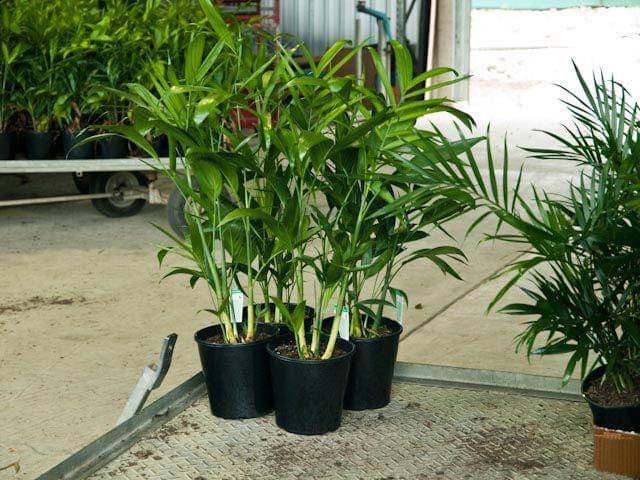 stanmorehorticultural.com.au