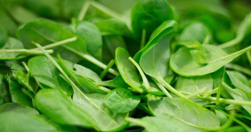 Selain mengandung zat besi, bayam juga mengandung banyak magnesium - Pixabay/ThiloBecker