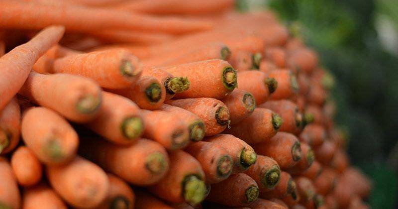 Salah satu sumber Vitamin A adalah wortel - Unsplash/Irina Blok