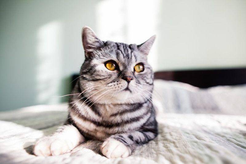 Risiko Penularan Toksoplasma Bukan Hanya dari Kucing