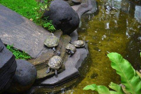 Lokasi: Taman Mini Indonesia Indah - tamanmini.com