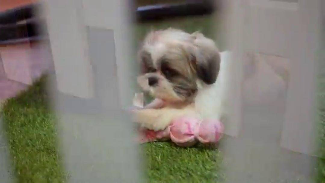 Lokasi: Serpong, Tangerang - Youtube.com/fooddirectory