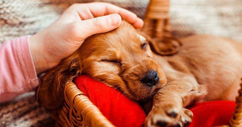 Freepik/freepic.diller